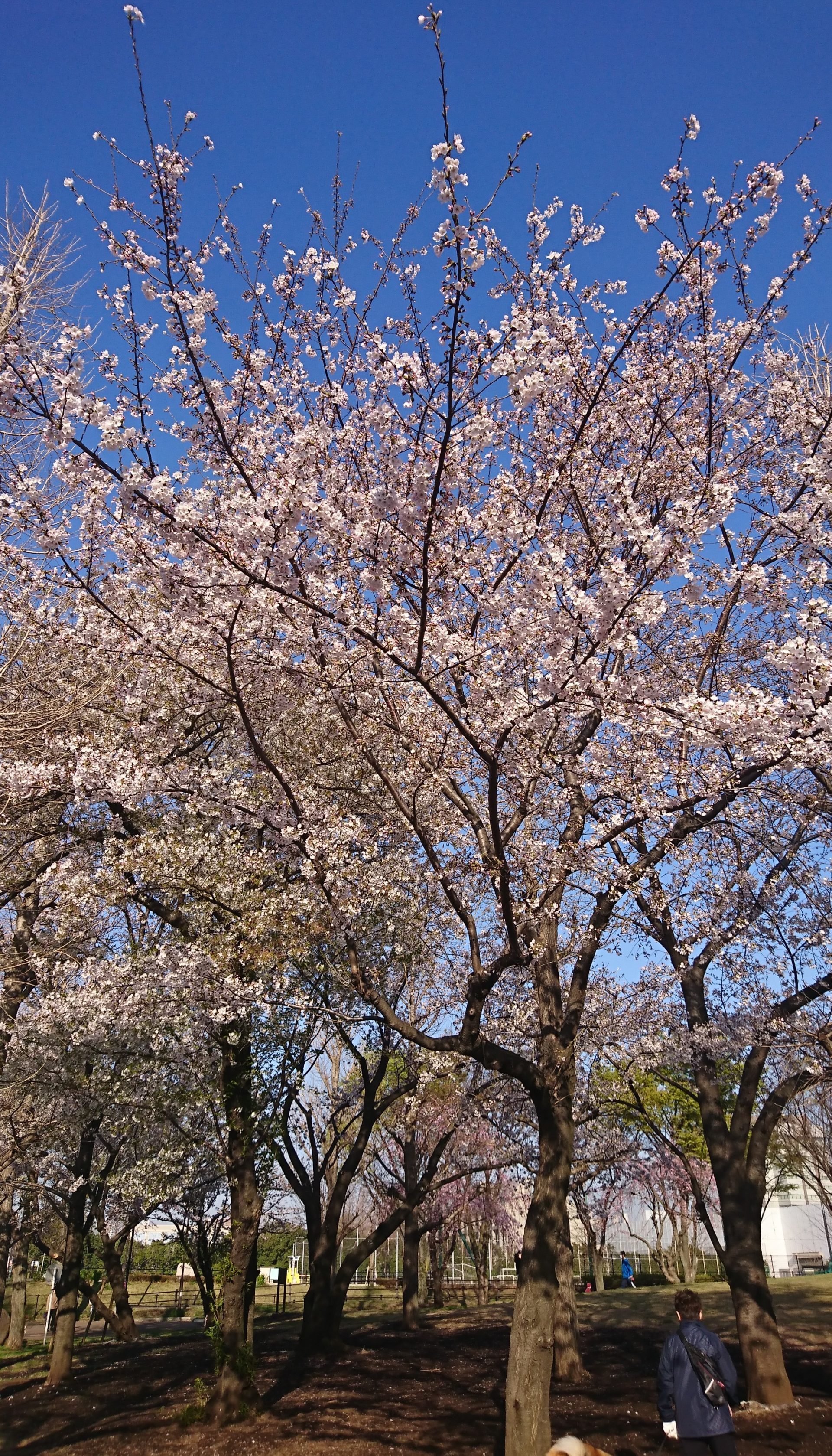公園の桜、いい感じですね！
